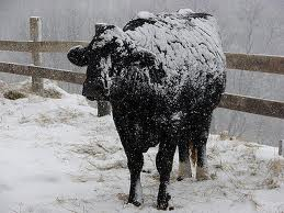 Знаете ли вы? что коровы предпочитают холодную погоду!